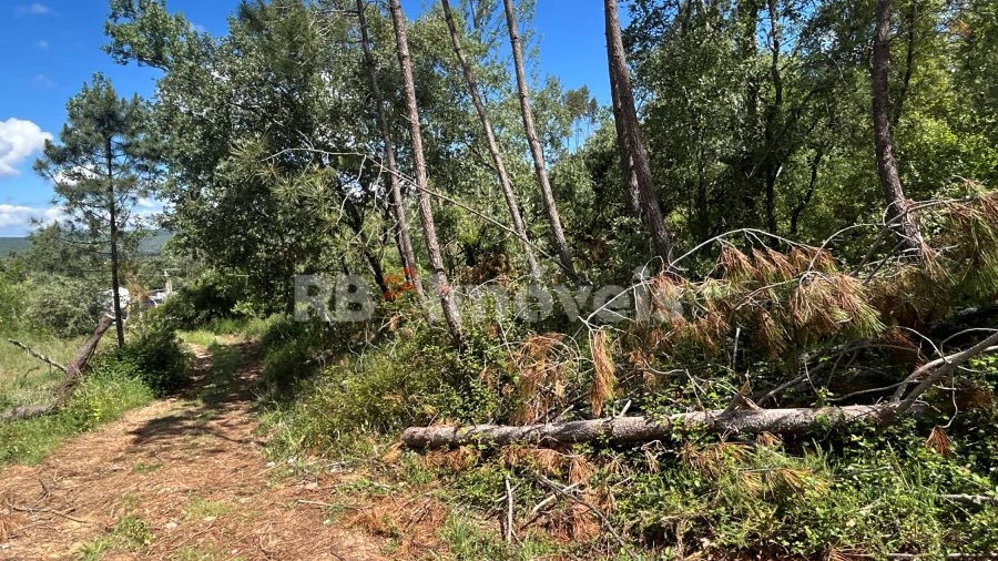 Terreno Agricola ou Rústico para Venda em Areias e Pias