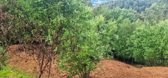 Terreno para Venda em Caniçada e Soengas