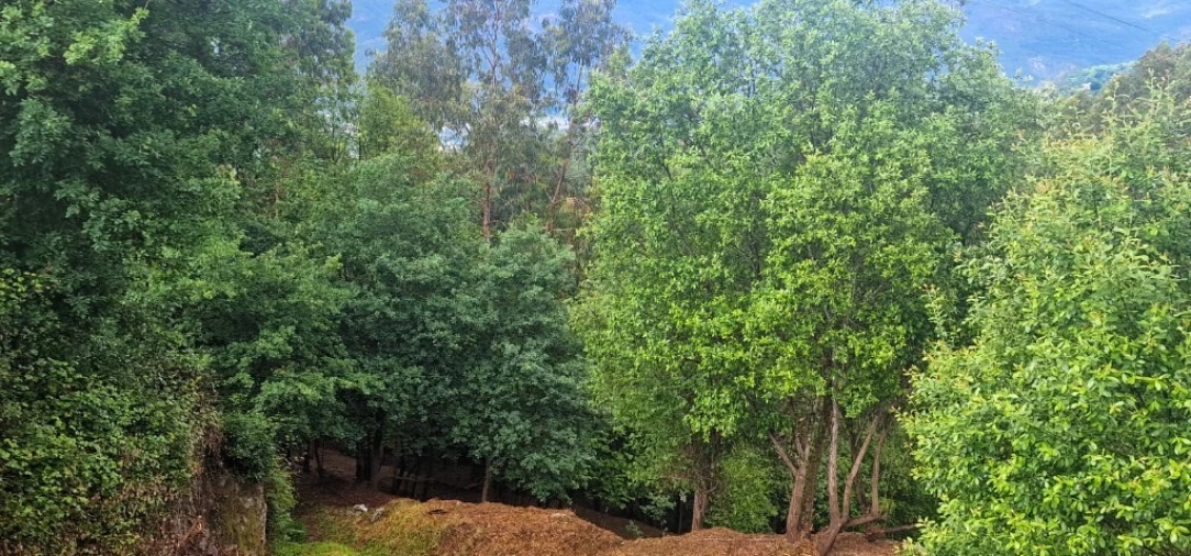 Terreno para Venda em Caniçada e Soengas Foto 8