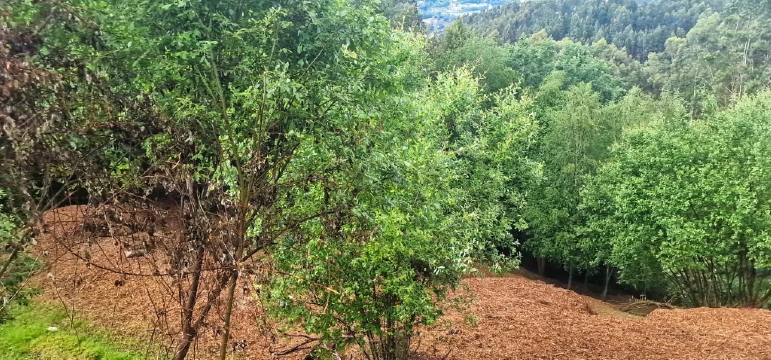 Terreno para Venda em Caniçada e Soengas Foto 14