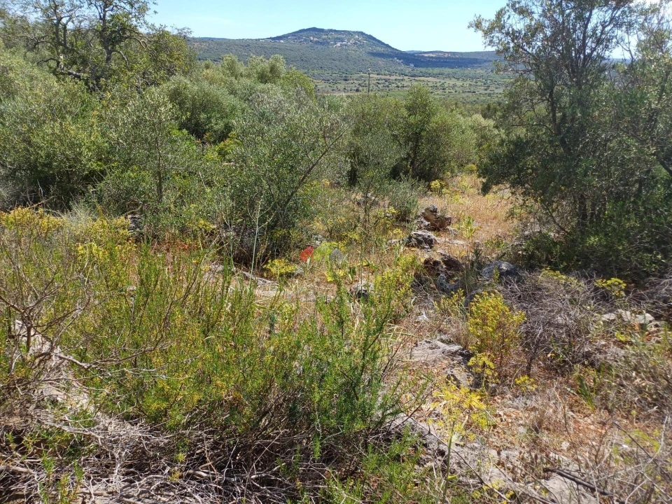 Terreno para Venda em Querença, Tôr e Benafim Foto 8