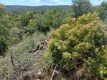 Terreno para Venda em Querença, Tôr e Benafim