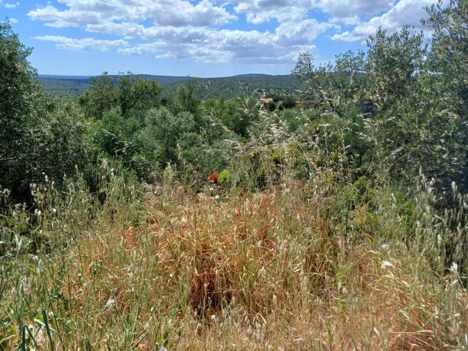 Terreno para Venda em Querença, Tôr e Benafim Foto 11