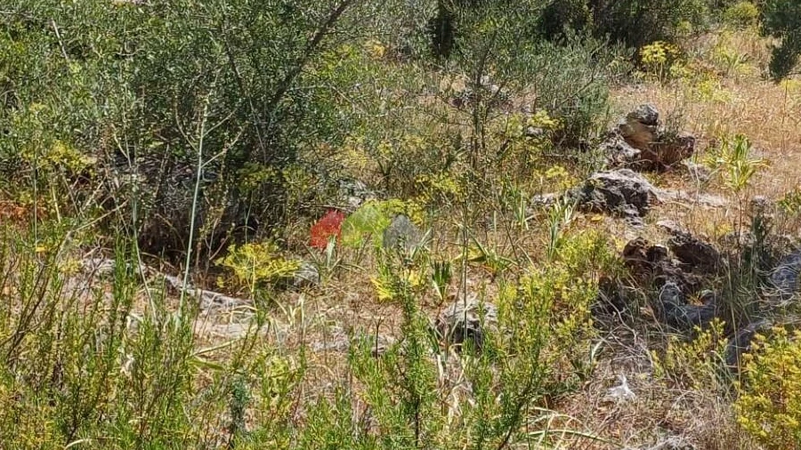 Terreno para Venda em Querença, Tôr e Benafim