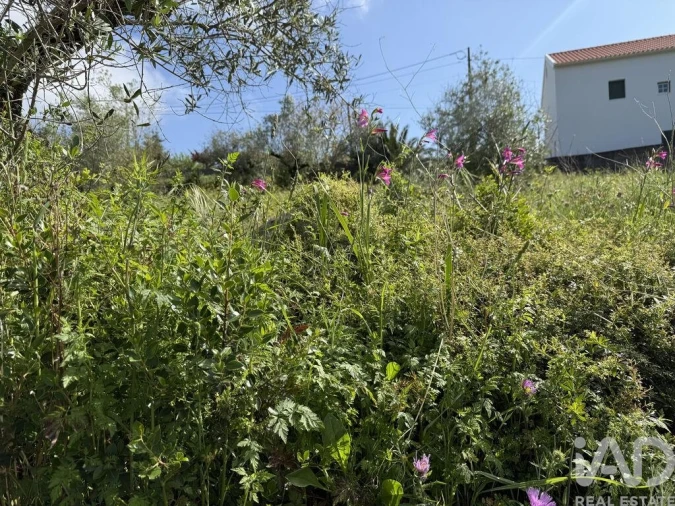 Terreno para Venda em Alqueidão da Serra Foto 18
