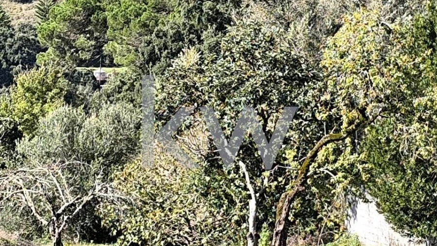 Terreno para Venda em Eiras e São Paulo de Frades