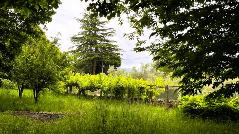 Terreno para Venda em Vilar de Mouros