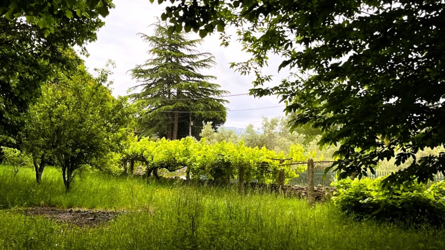 Terreno para Venda em Vilar de Mouros Foto 10