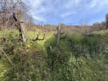 Terreno Agricola ou Rústico para Venda em São Vicente da Beira