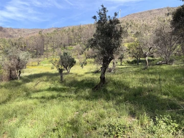 Terreno Agricola ou Rústico para Venda em São Vicente da Beira