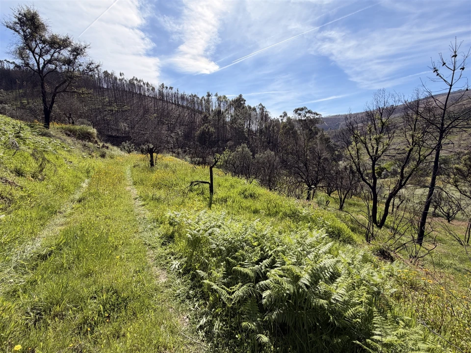 Terreno Agricola ou Rústico para Venda em São Vicente da Beira Foto 4