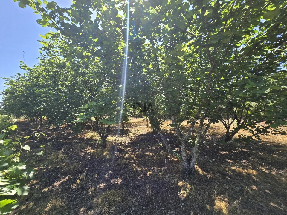 Quinta T0 para Venda em Santiago de Cassurrães e Póvoa de Cervães Foto 25