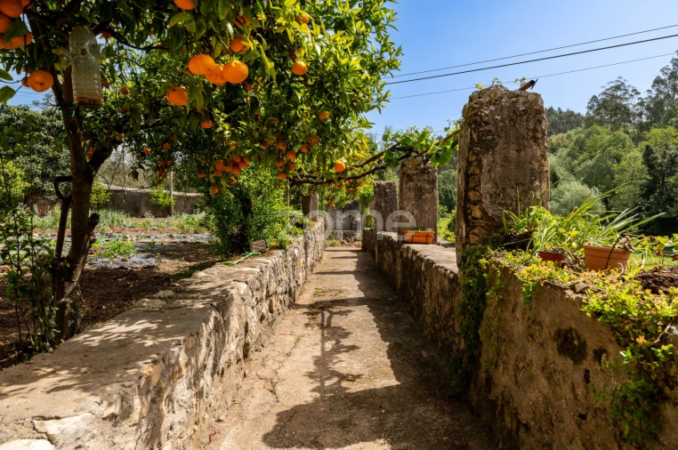 Quinta T17 para Venda em Eiras e São Paulo de Frades Foto 65