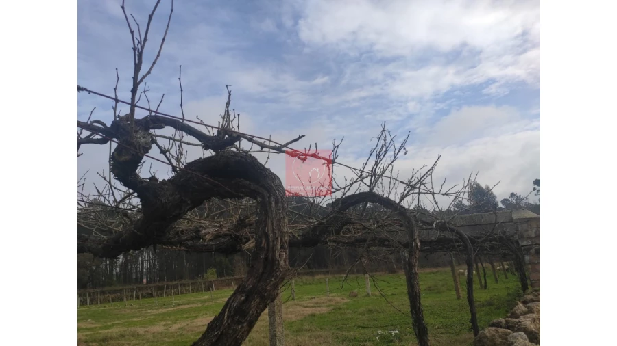 Terreno para Venda em Forjães Foto 4