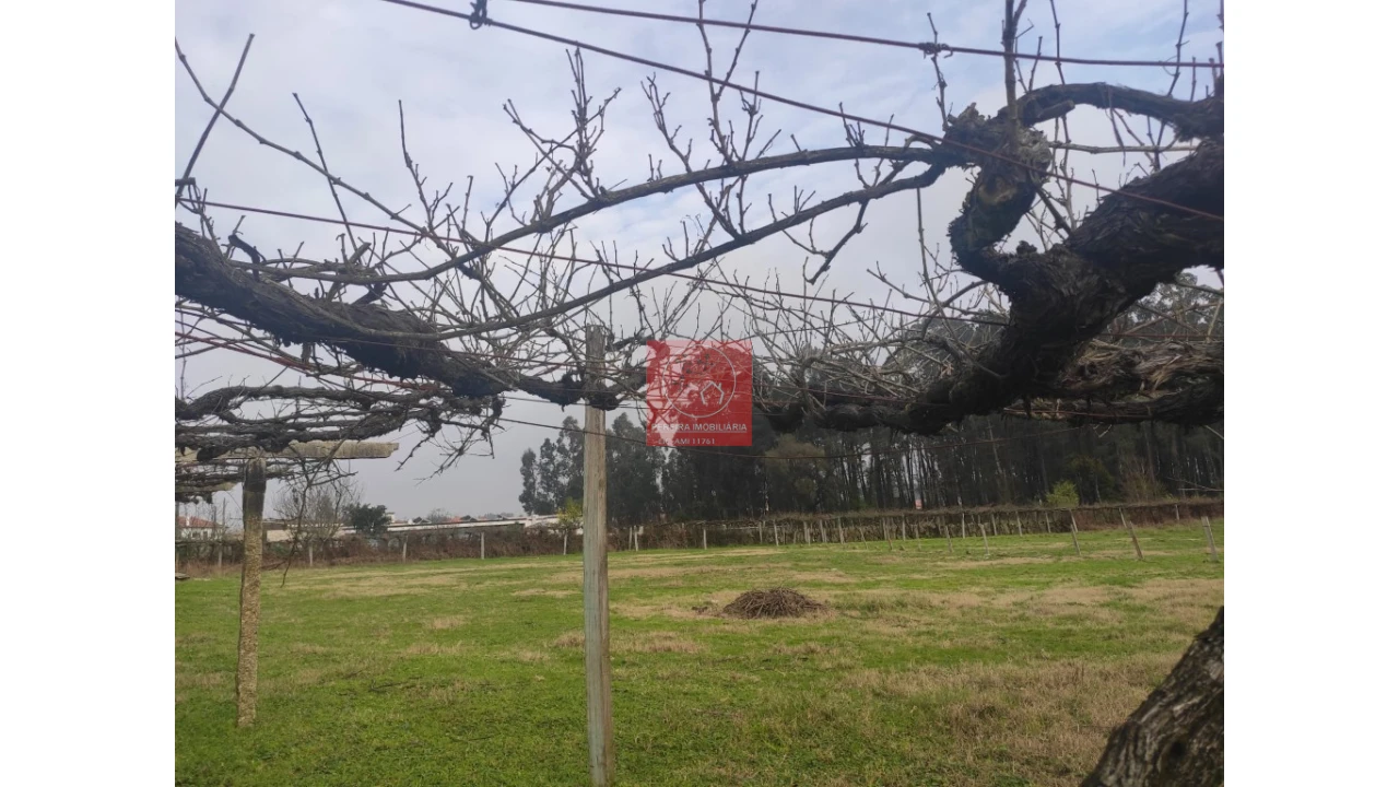 Terreno para Venda em Forjães Foto 3