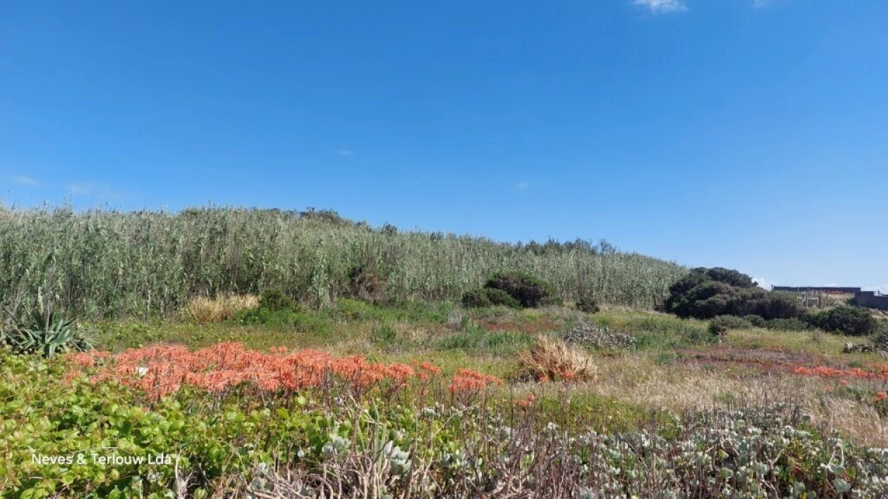 Terreno para Venda em Coimbrão Foto 2