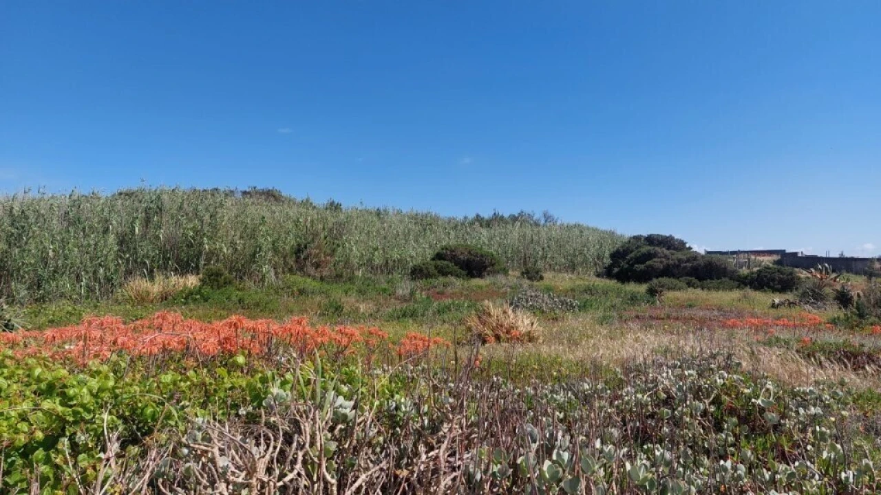 Terreno para Venda em Coimbrão Foto 3