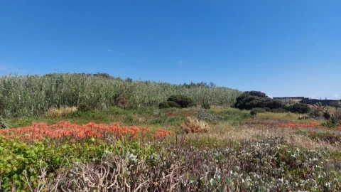 Terreno para Venda em Coimbrão