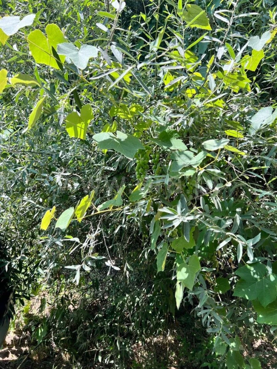 Terreno para Venda em Casegas e Ourondo Foto 5