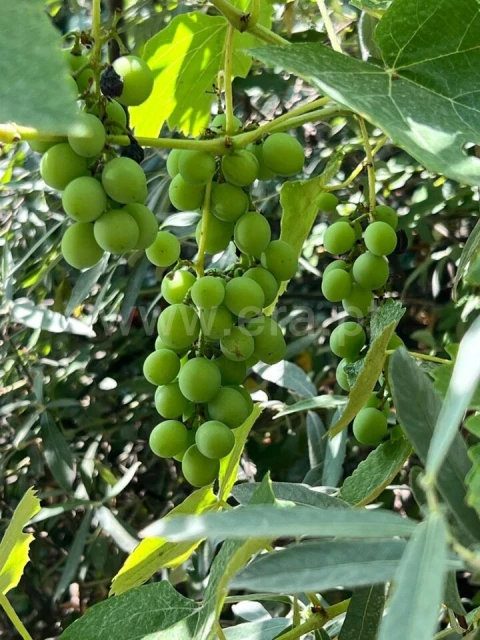 Terreno para Venda em Casegas e Ourondo