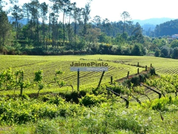 Terreno para Venda em Navió e Vitorino dos Piães