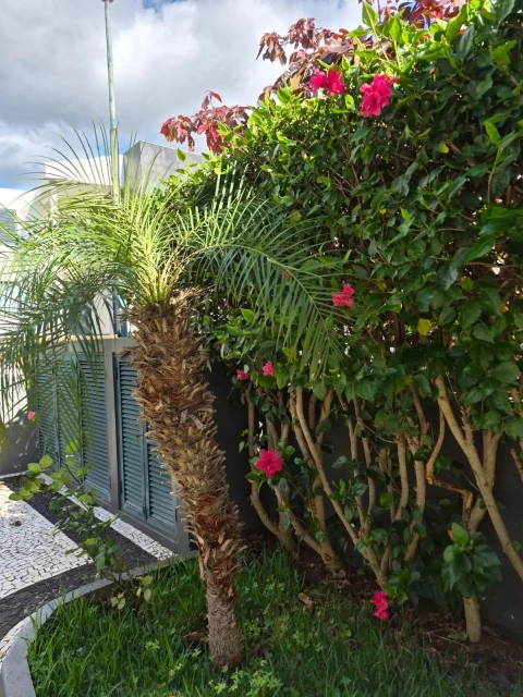 Moradia T4 para Venda em Funchal (Santa Maria Maior)