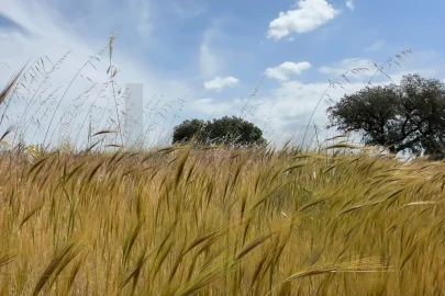 Quinta T3 para Venda em Alcaria Ruiva