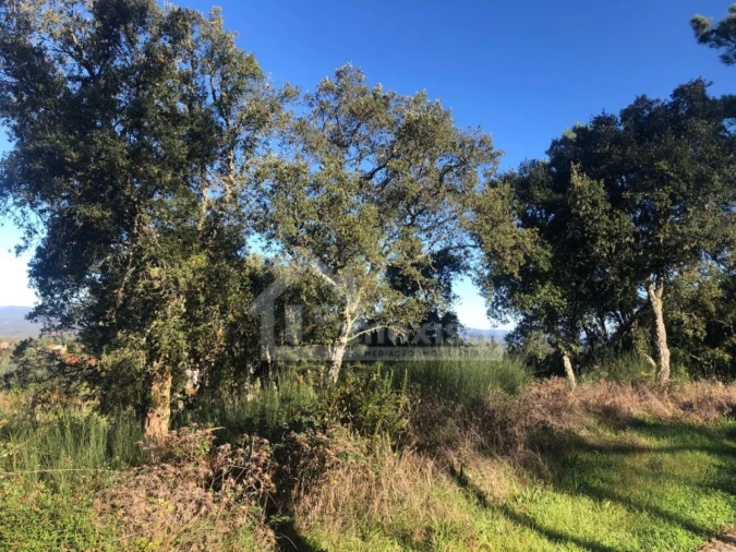 Quinta T1 para Venda em Cernache do Bonjardim, Nesperal e Palhais Foto 3