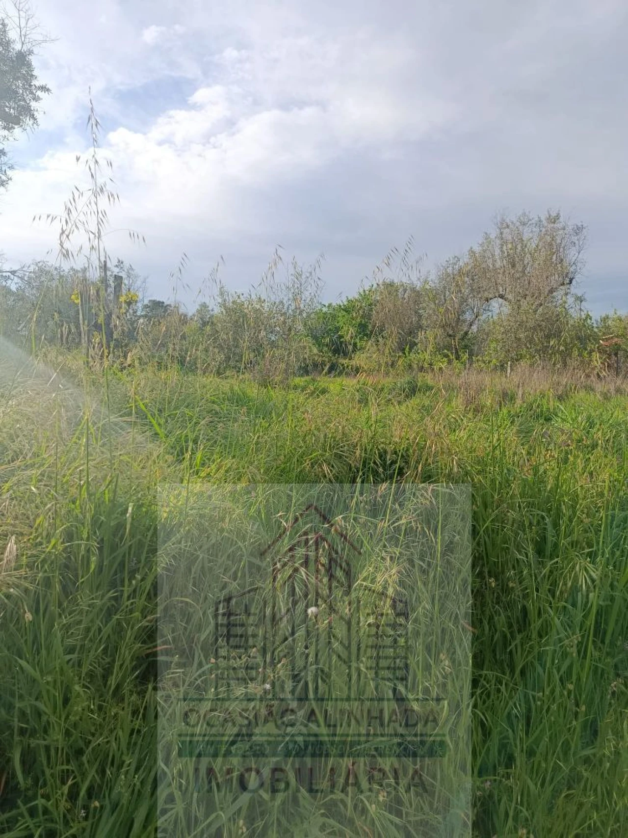 Terreno para Venda em Seixo da Beira Foto 3