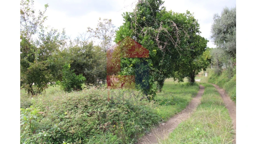 Quinta para Venda em Escariz (São Mamede) e Escariz (São Martinho) Foto 6
