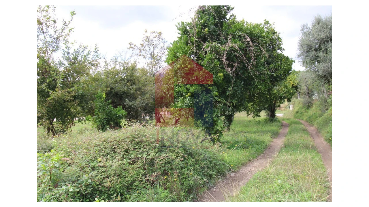 Quinta para Venda em Escariz (São Mamede) e Escariz (São Martinho) Foto 6