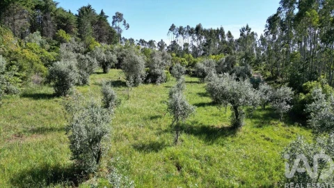 Terreno para Venda em Alvorge