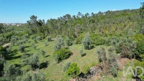Terreno para Venda em Alvorge