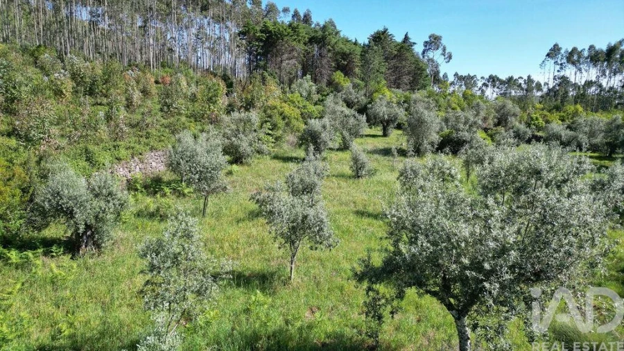 Terreno para Venda em Alvorge Foto 17