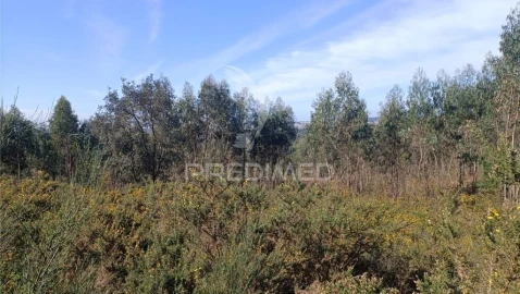 Terreno para Venda em Nogueira e Silva Escura