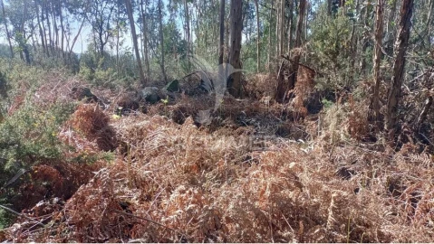 Terreno para Venda em Nogueira e Silva Escura