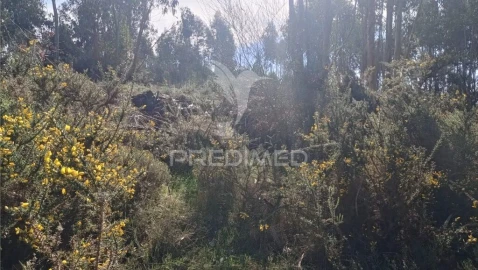 Terreno para Venda em Nogueira e Silva Escura
