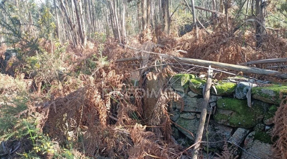 Terreno para Venda em Nogueira e Silva Escura Foto 9