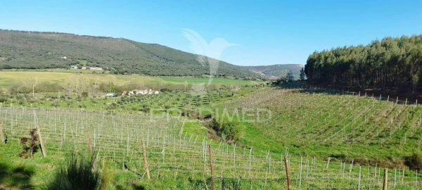 Quinta T4 para Venda em São Salvador da Aramenha