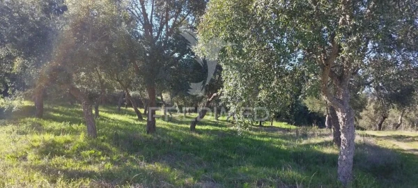 Quinta T4 para Venda em São Salvador da Aramenha