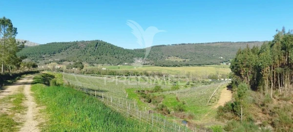 Quinta T4 para Venda em São Salvador da Aramenha
