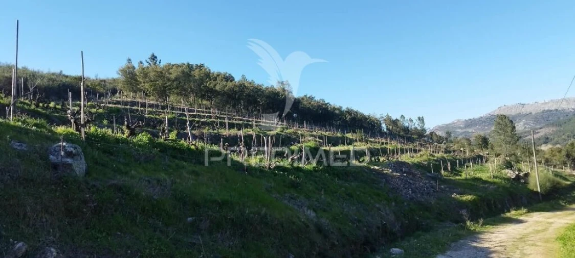 Quinta T4 para Venda em São Salvador da Aramenha Foto 10