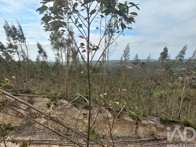 Terreno para Venda em Espite Foto 11