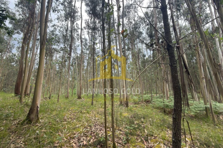 Terreno para Venda em Taide Foto 9