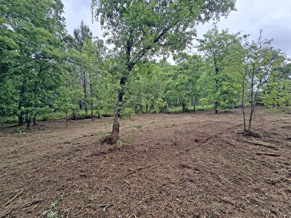 Terreno Comércio / Armazém para Venda em Quintela de Azurara Foto 4