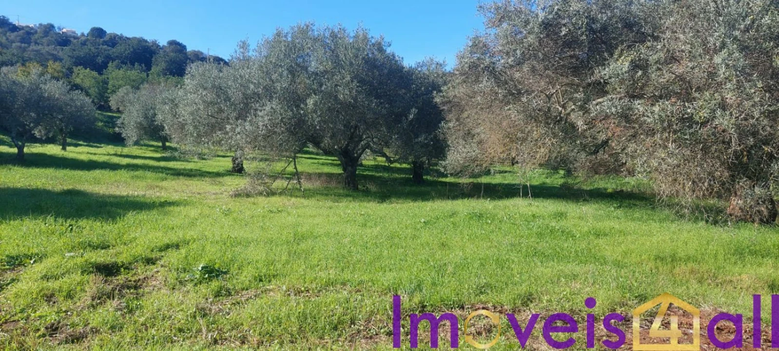 Terreno para Venda em Alte Foto 31