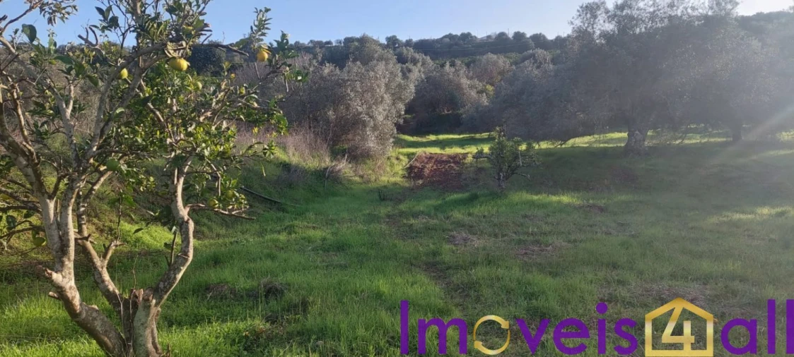 Terreno para Venda em Alte Foto 20