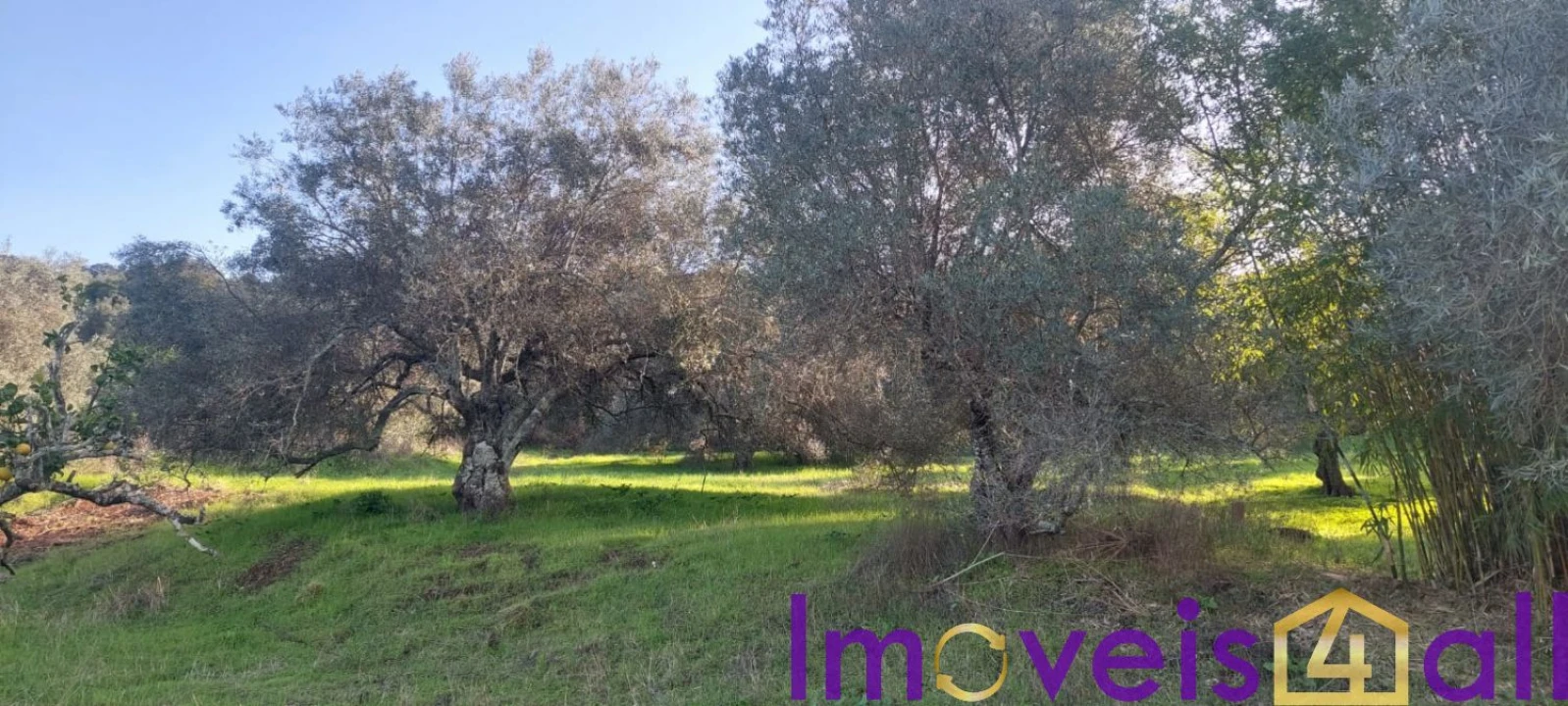 Terreno para Venda em Alte Foto 22