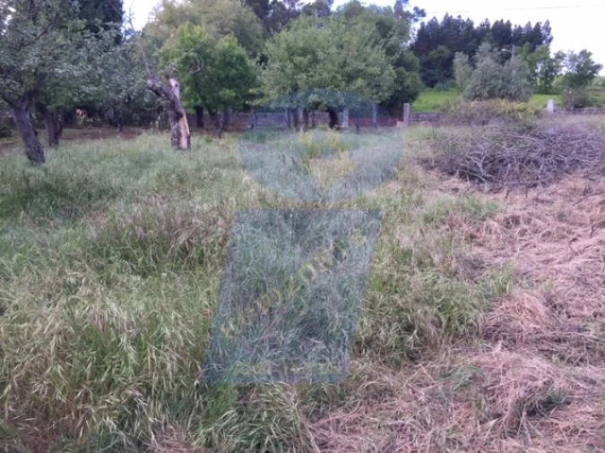 Quinta para Venda em Sangalhos Foto 4