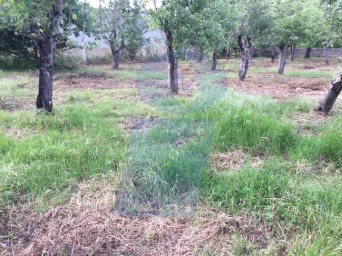 Quinta para Venda em Sangalhos Foto 5